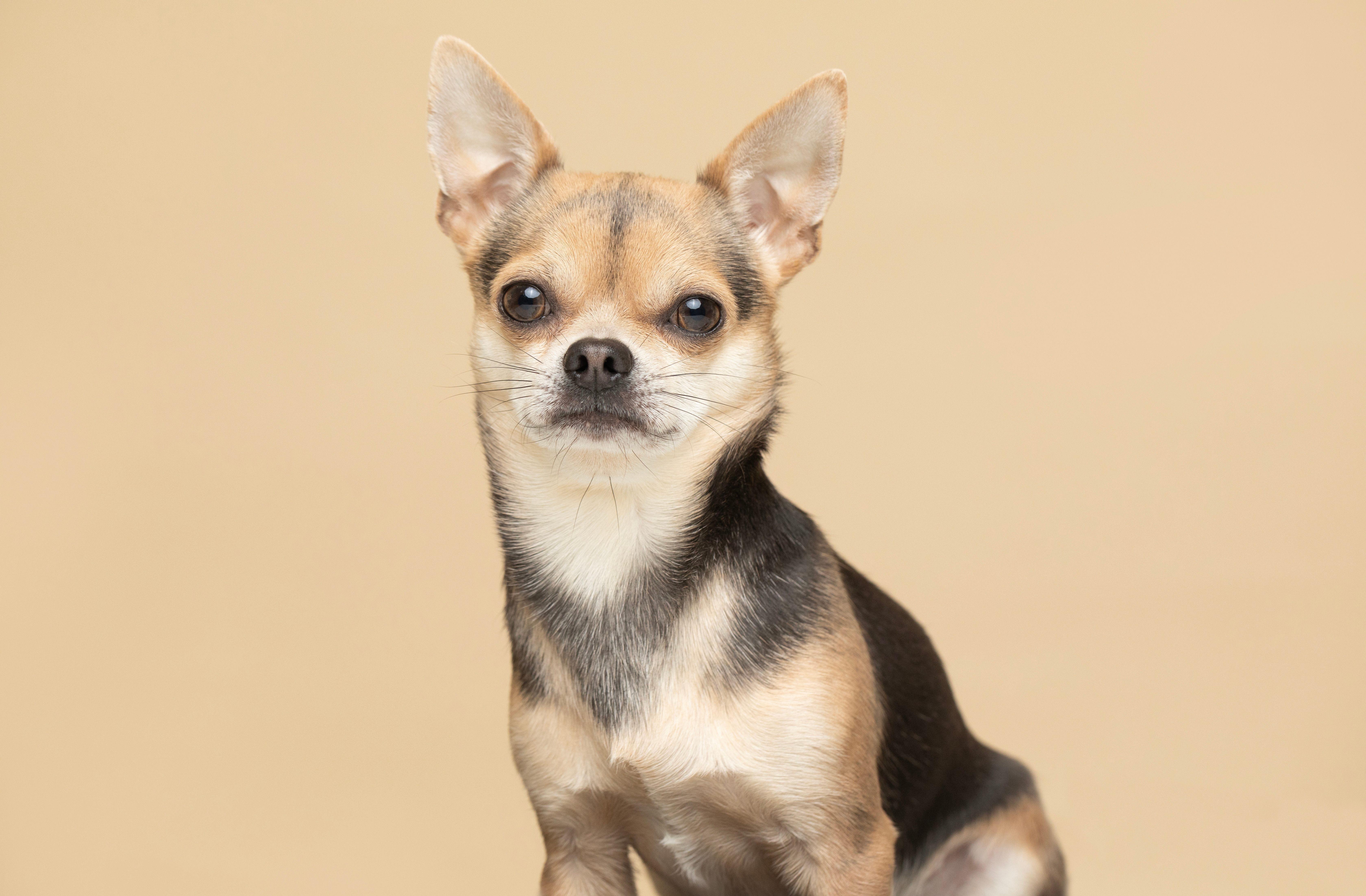 Chihuahua - ghid complet pentru cea mai mică, dar curajoasă rasă de câini. Cum se crește și ce nevoi are