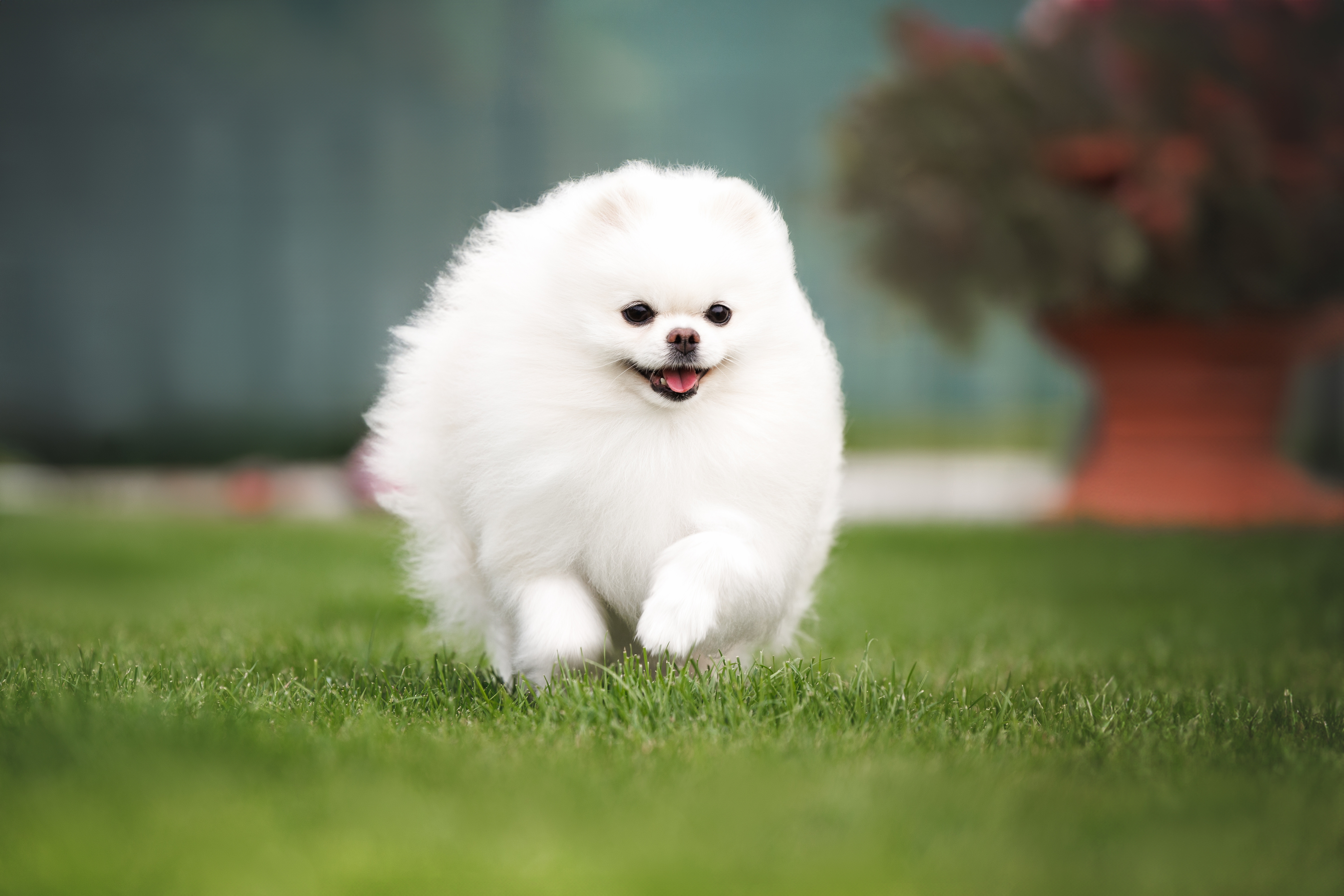 Pomeranian - ce trebuie să știi despre această rasă de câini dacă vrei să crești un exemplar