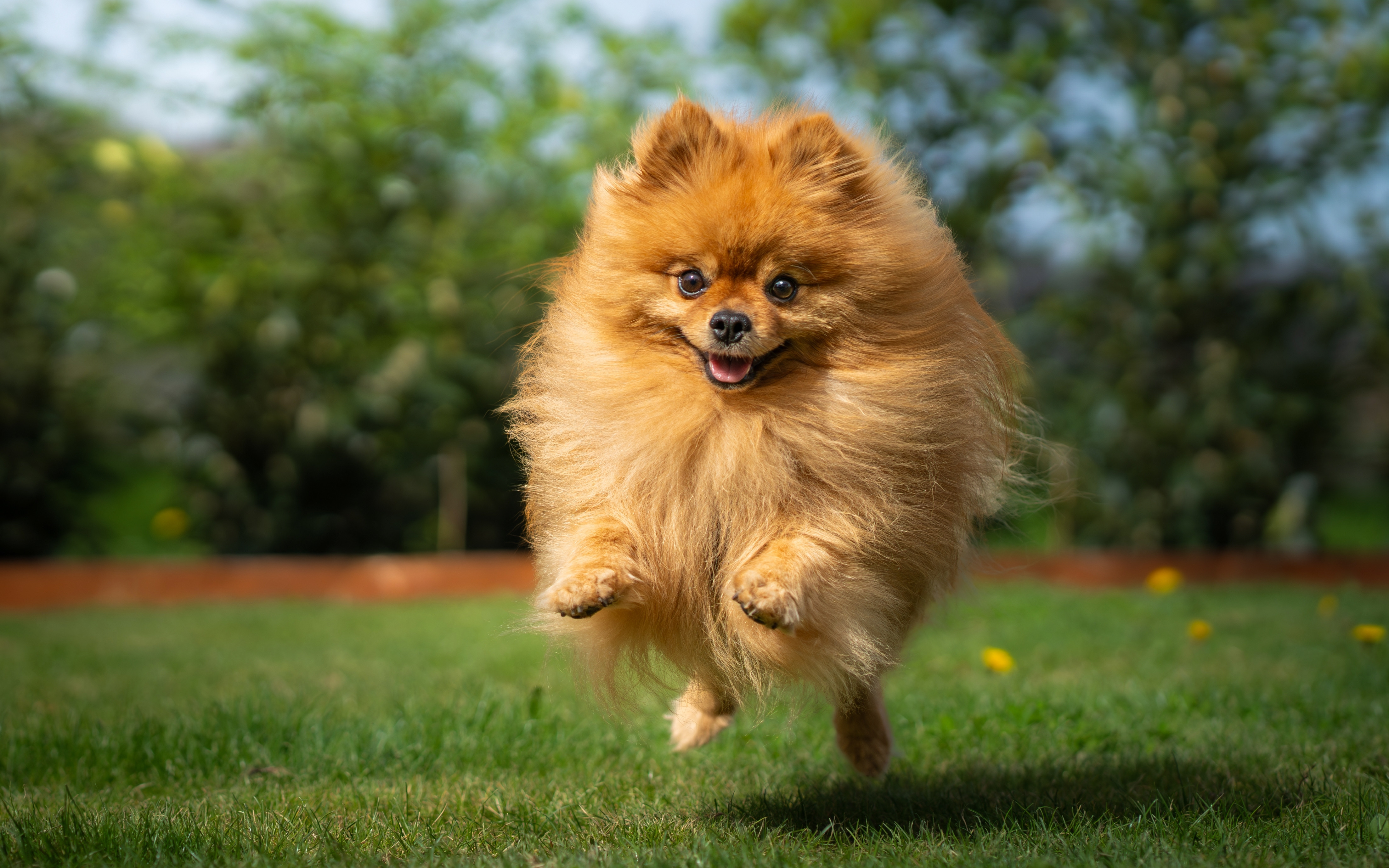pomeranian