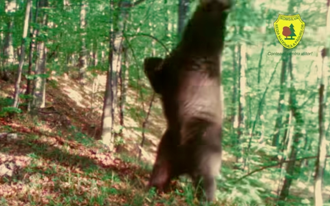 Un urs s-a ridicat în două labe și a început să se miște precum Baloo, într-un parc natural din Hunedoara. VIDEO