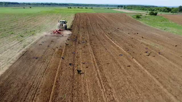 Ciorile fac prăpăd. Fermierii exasperați de păsările protejate de lege care îi lasă fără culturi: „E strigător la cer”