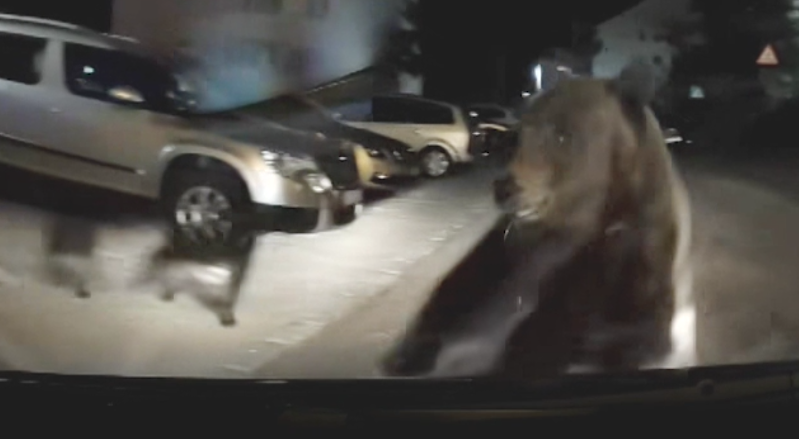 Imagini terifiante în Predeal. O ursoaică s-a repezit asupra unei mașini care tocmai voia să intre în parcare