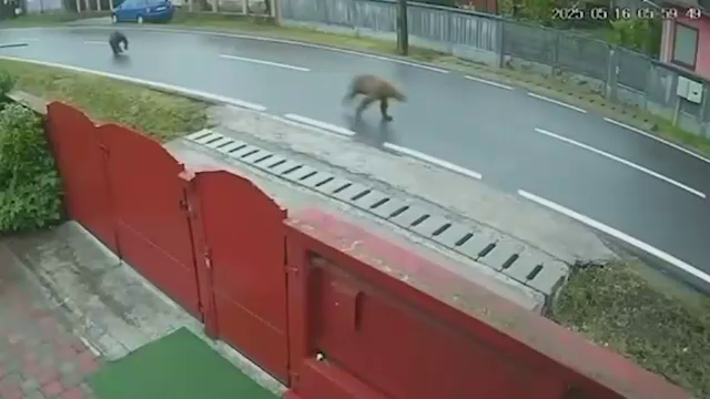 Ursoaică cu doi pui, surprinsă la plimbare pe o stradă principală din Ungheni, la oră de vârf. Sfaturile autorităților