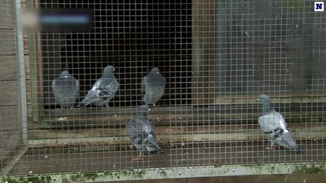 Porumbei de peste 2.000.000 de euro, furați din Belgia, au fost găsiți în Mehedinți