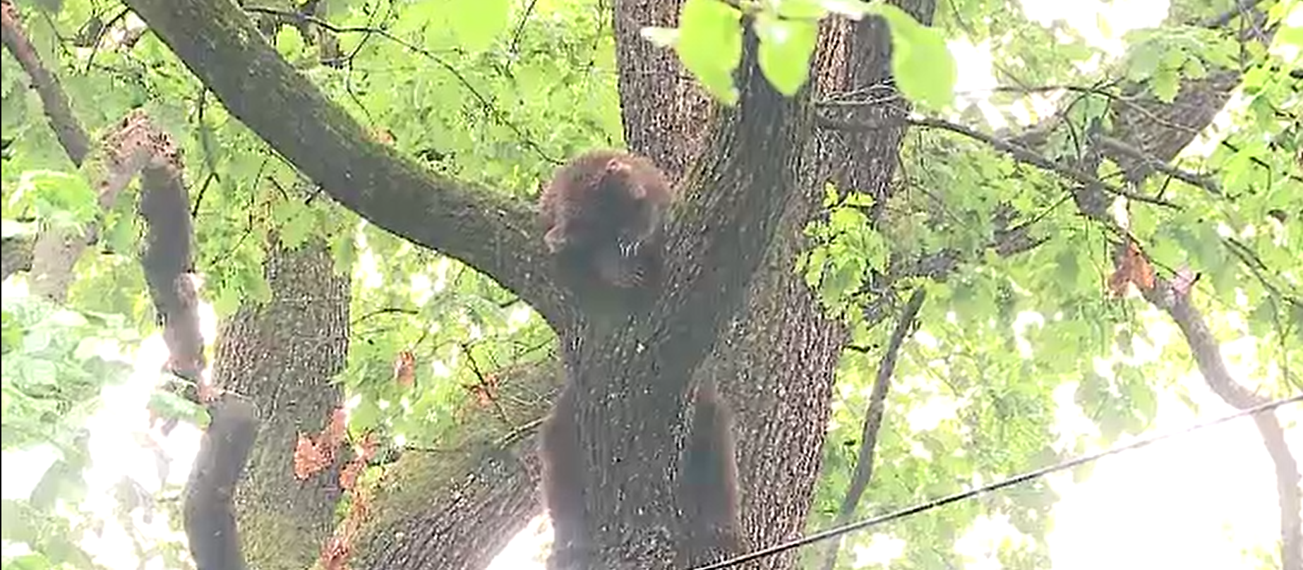 Un pui de urs a alertat autoritățile din Târgu Mureș. Ce a făcut animalul în momentul în care pompierii au vrut să îl prindă