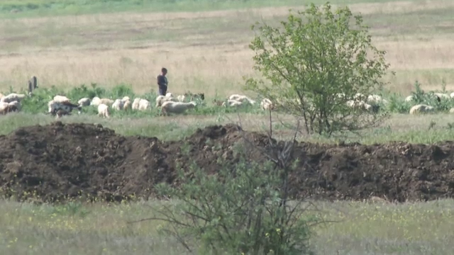 Un cioban a fost rănit după ce o oaie a călcat pe un proiectil care a explodat, în poligonul MApN de la Smârdan
