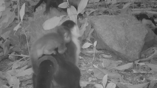 Descoperirea uimitoare a unor cercetători într-o junglă din Panama. „Așa ceva nu s-a mai văzut până acum”