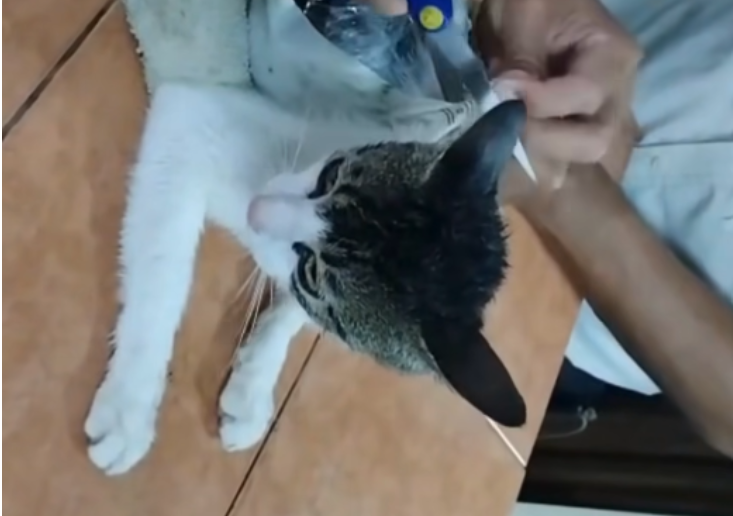 Momentul în care gardienii prind o pisică cu droguri lipite de corp în timp ce încerca să sară gardul unei închisori. VIDEO