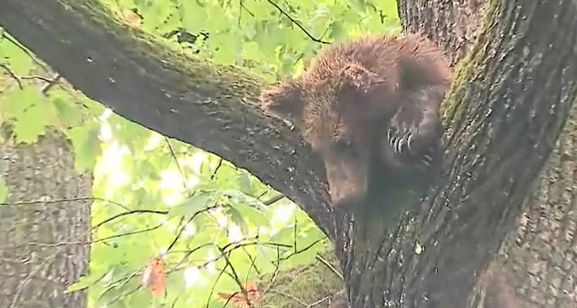 Urșii sunt tot mai prezenți pe străzile din Târgu Mureș. Strategia de relocare nu funcționează