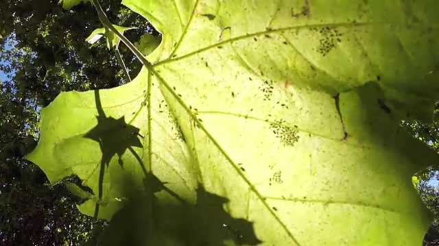 Gândacii și țânțarii „se înmulțesc necontrolat” în orașele din România din cauza unor greșeli ale autorităților