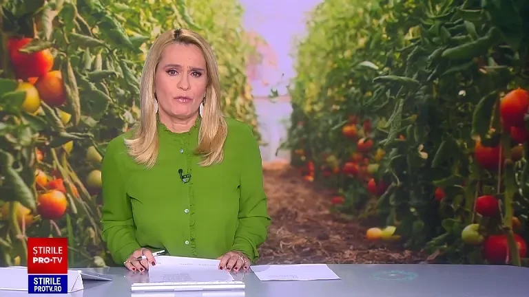 Tomatele din recolta de primăvară sunt în mare parte mai mici și mai puțin aromate