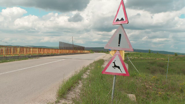 Șoferii primesc despăgubiri după accidente cu animale pe drumuri fără indicatoare. CNAIR a plătit peste 4 milioane de lei