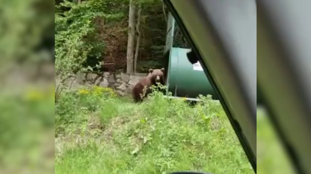 Cetatea Poenari se redeschide, după ce urșii din zonă au fost prinși. Ce au făcut autoritățile în weekend