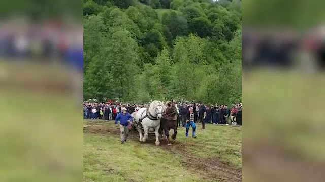 Un cal de rasă a murit după ce a tras un buștean de o tonă, la un concurs din Bistrița-Năsăud. S-a deschis o anchetă