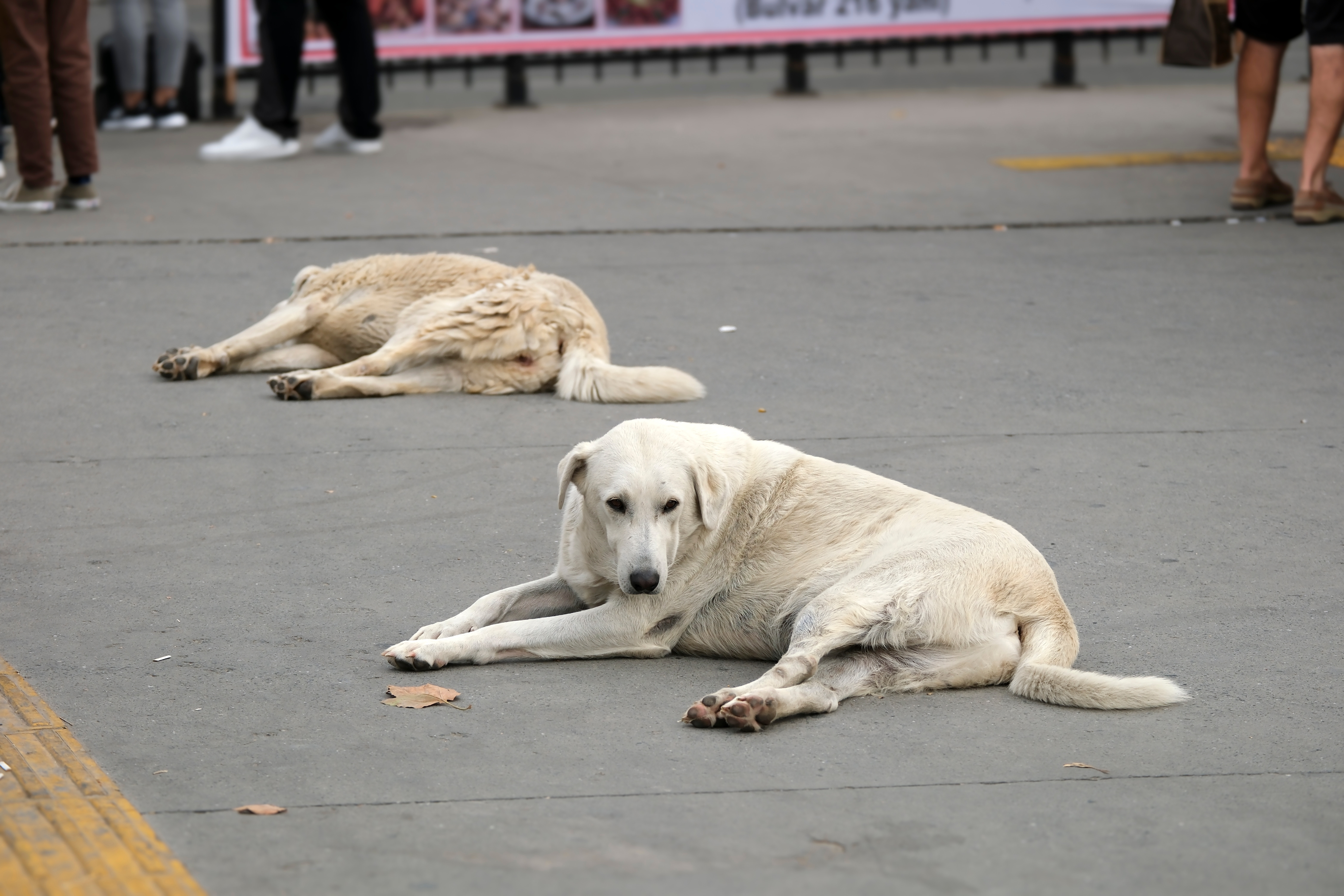 O organizație susține ca animalele au „drepturi și libertăți”. Ele trebuie să primească un „tratament uman”