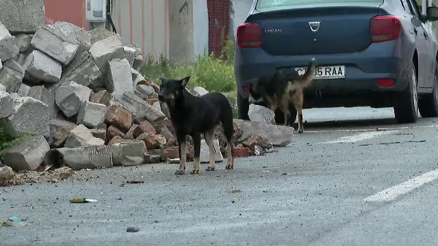 Un copil de doi ani a fost atacat de câini în Medgidia. Un bărbat care trecea prin zonă l-a salvat: „Am crezut că e o păpușă”