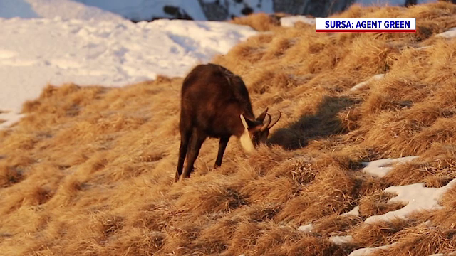 Ministerul Mediului permite uciderea a 664 de capre negre pentru controlul efectivului. Cât costă împușcarea unui exemplar