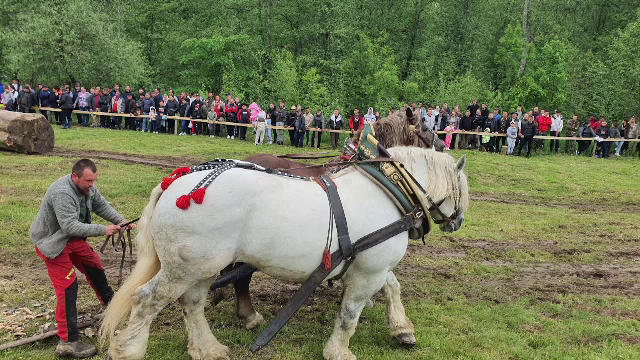 Dosar penal pentru schingiuirea animalelor, după scenele șocante din Bistrița-Năsăud. Anchetă extinsă pentru moartea unui cal