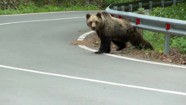 Trei turiști străini au fost atacați de urși, pe Transfăgărășan, în 24 de ore. O femeie din Spania are brațul drept zdrobit