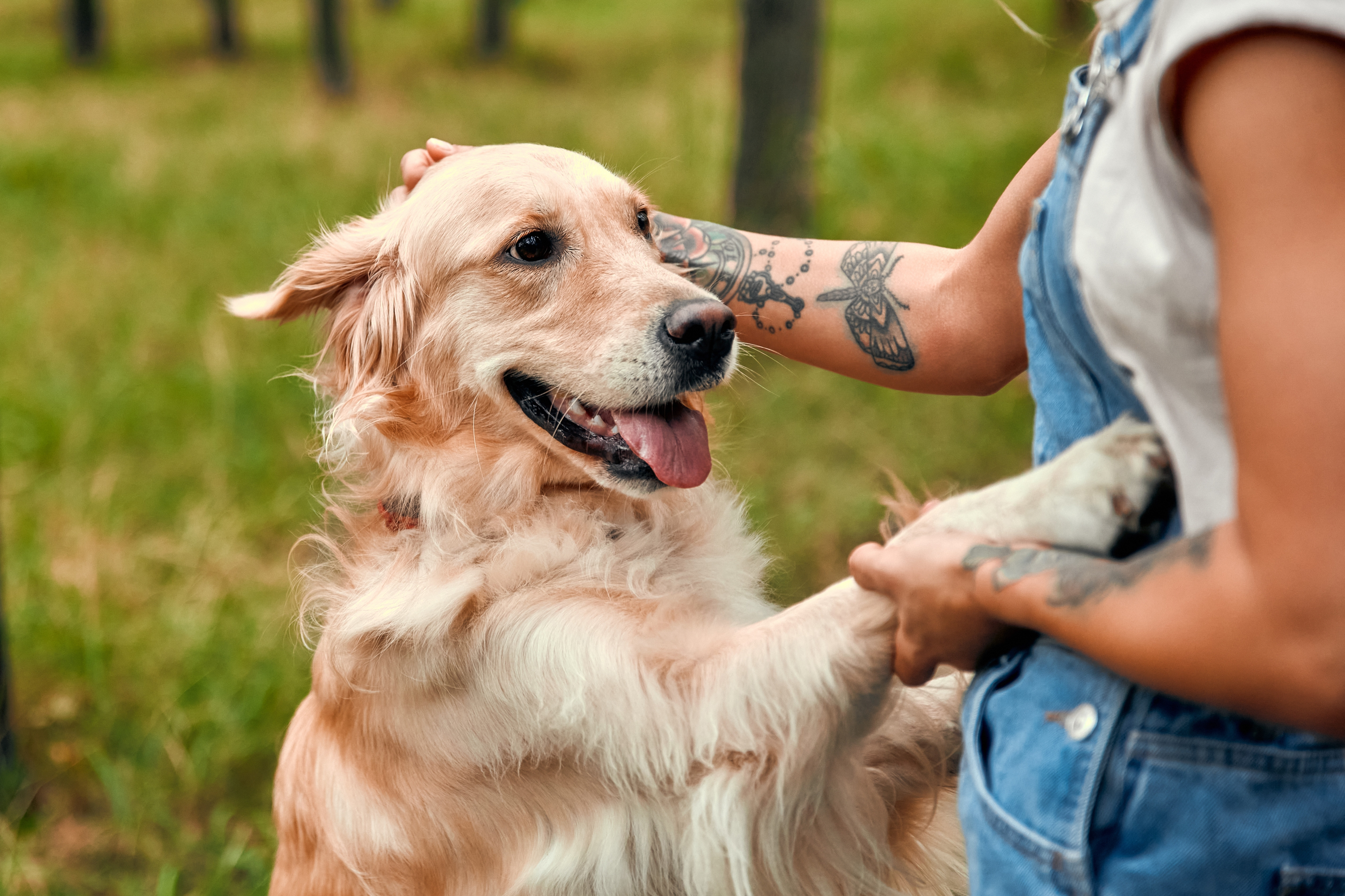 Golden Retriever - una dintre cele mai populare rase de câini. Tot ce trebuie să știi despre îngrijirea lui