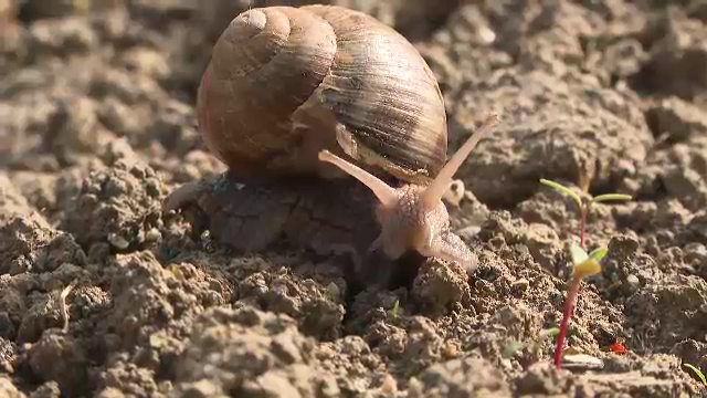 După ploi și inundații, melcii fac prăpăd în grădini: „Mănâncă tot ce găsesc”