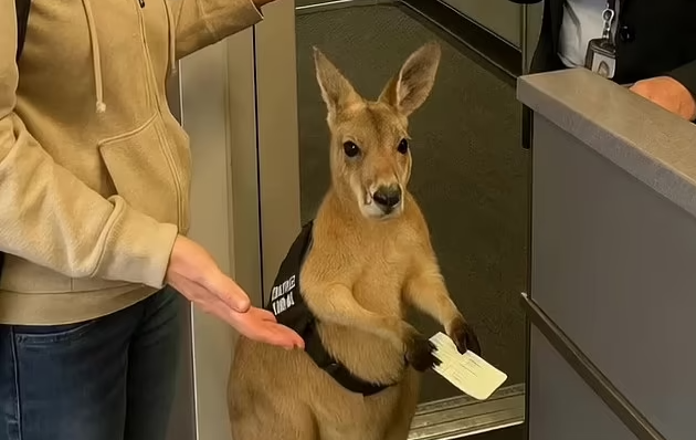 Un clip viral cu un cangur care ține un bilet de avion a devenit viral. Dar adevărul i-a uluit și înfuriat pe privitori