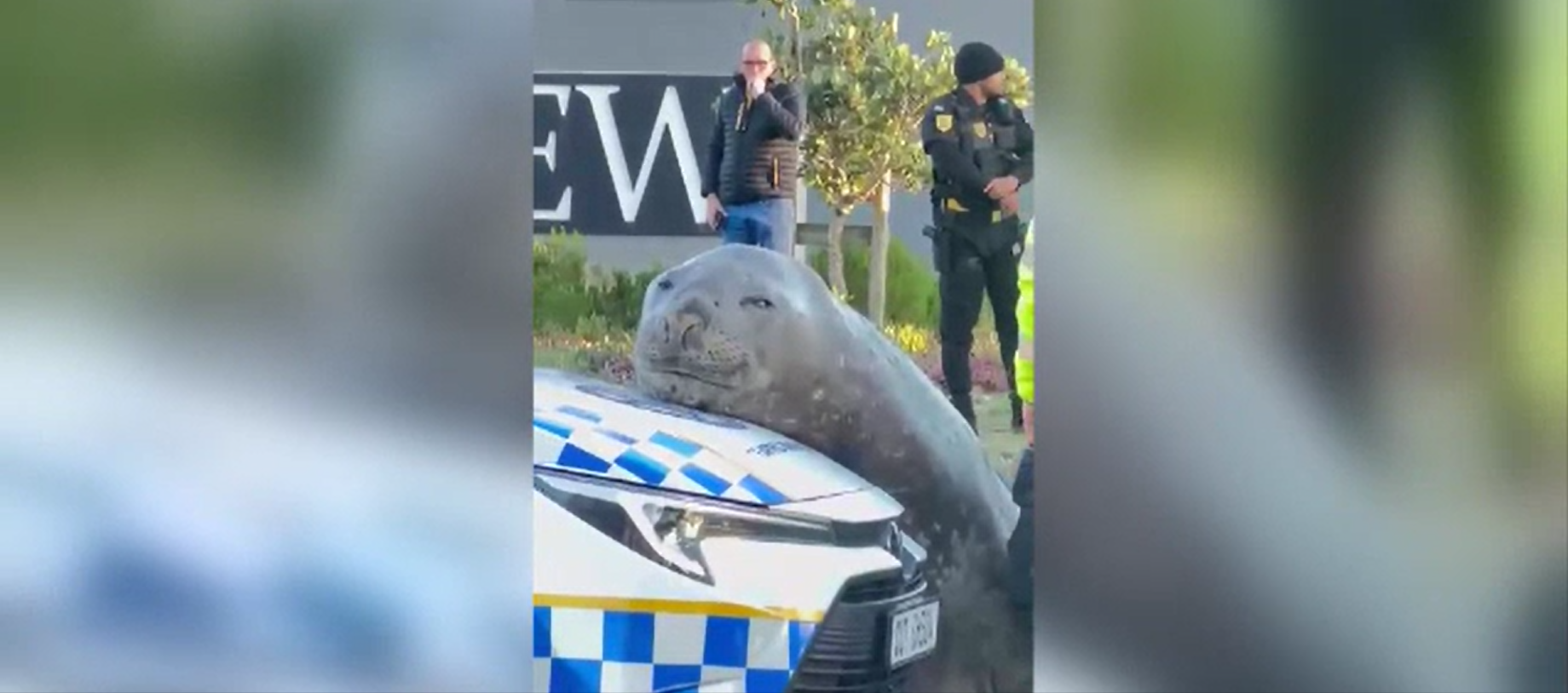 Surpriză de proporții în Cape Town. O focă-elefant s-a plimbat pe mijlocul străzii