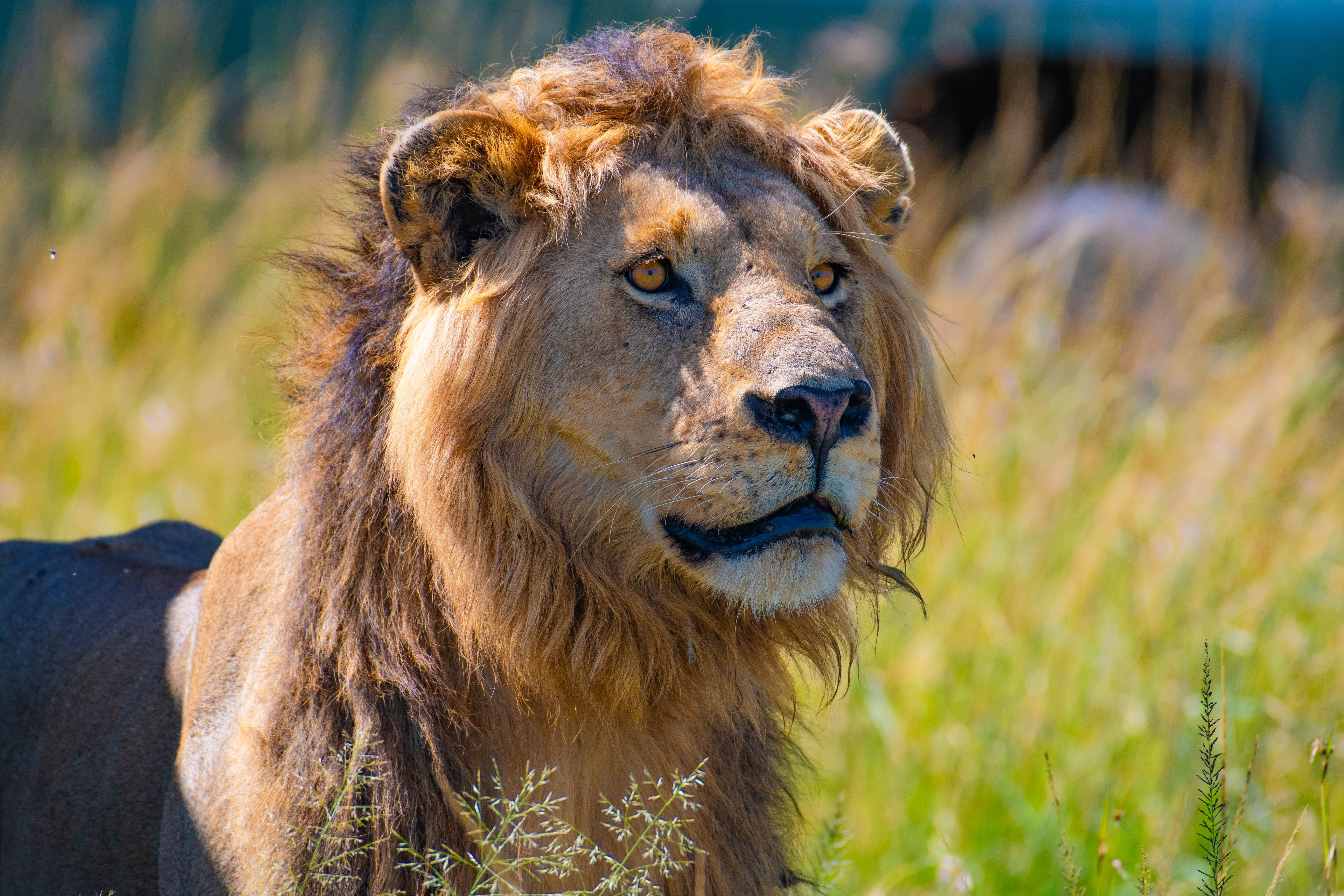 Un turist a fost ucis de un leu într-un camping de lux din Namibia, dimineața, după ce a ieșit din cort