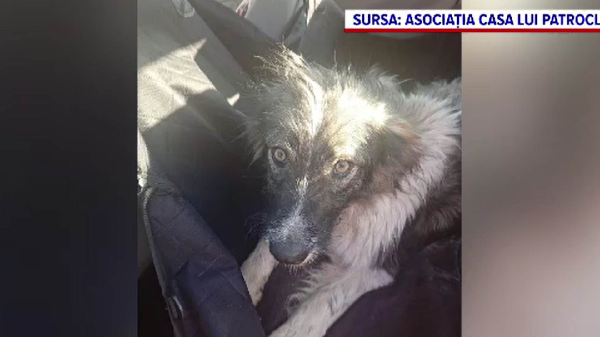 Un câine rănit a fost legat cu un cablu de o mașină și târât până lângă un râu. Ce a pățit femeia care a maltratat animalul