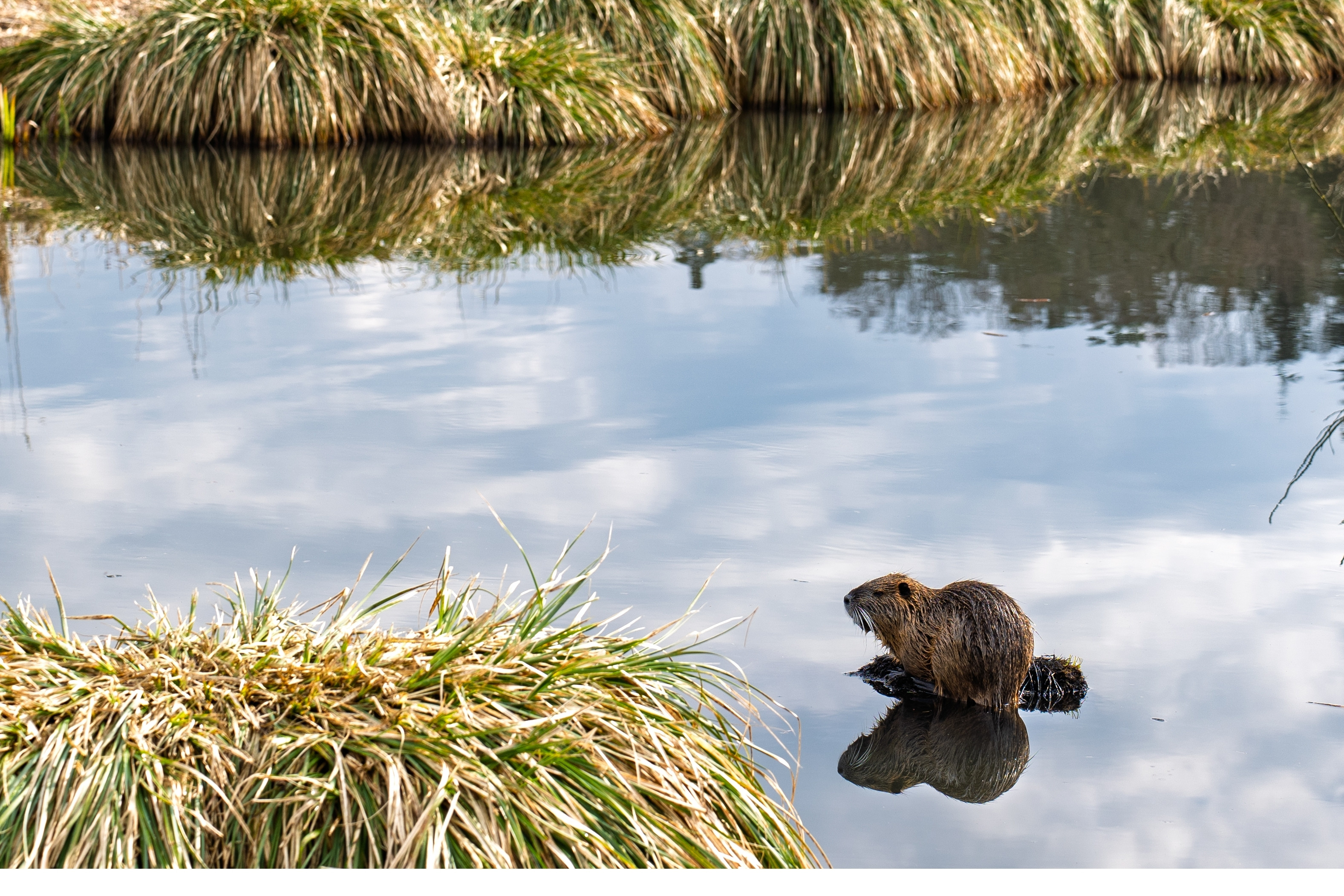 Cum au ajuns castorii subiect de dezbatere națională. ”Inginerii naturii” și catastrofa de la Salina Praid