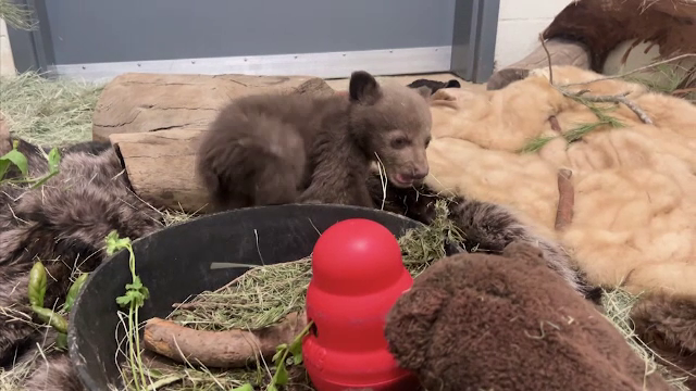 Ce s-a întâmplat cu cei trei pui ai ursoaicei care a fost împușcată, după ce a ucis un motociclist pe Trasfăgărăşan