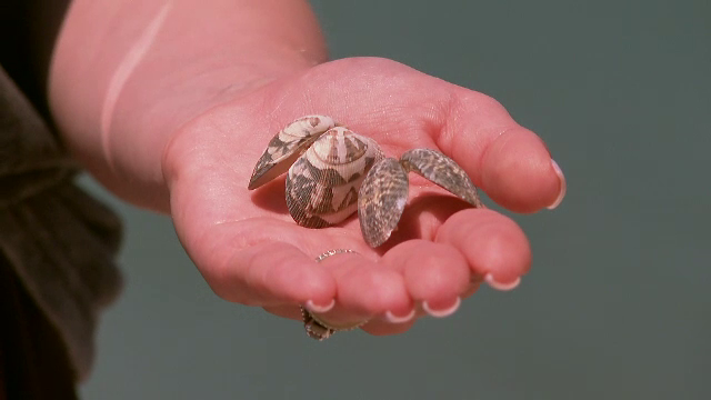 Specialiștii din Constanța au început să crească în Marea Neagră o specie de scoici mediteraneene foarte apreciate în Italia