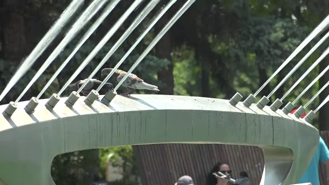 Canicula a revenit în România. Temperatura resimțită a fost și de 37 de grade la umbră. Vremea se schimbă însă radical