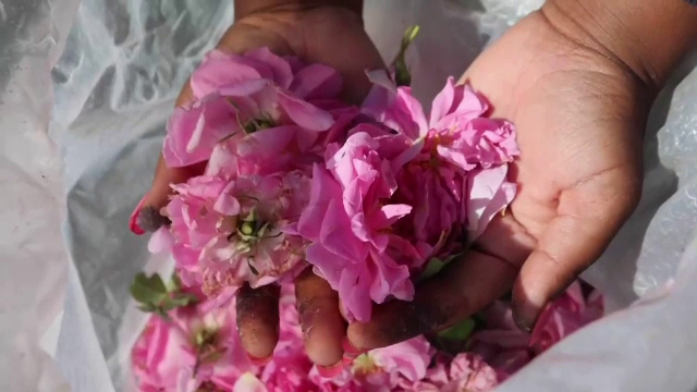 Tarifele comerciale americane amenință exporturile de ulei de trandafir din Bulgaria. Producătorii rămân totuși optimiști