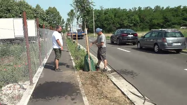 Metoda ingenioasă găsită de autoritățile din Oradea pentru a prelungi viața copacilor nou-plantați. „E foarte bună ideea”