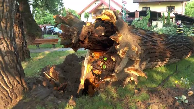 Furtună puternică în Iași. Un bloc a rămas fără acoperiș, iar unul dintre celebrii „plopi fără soț” a fost doborât de vânt