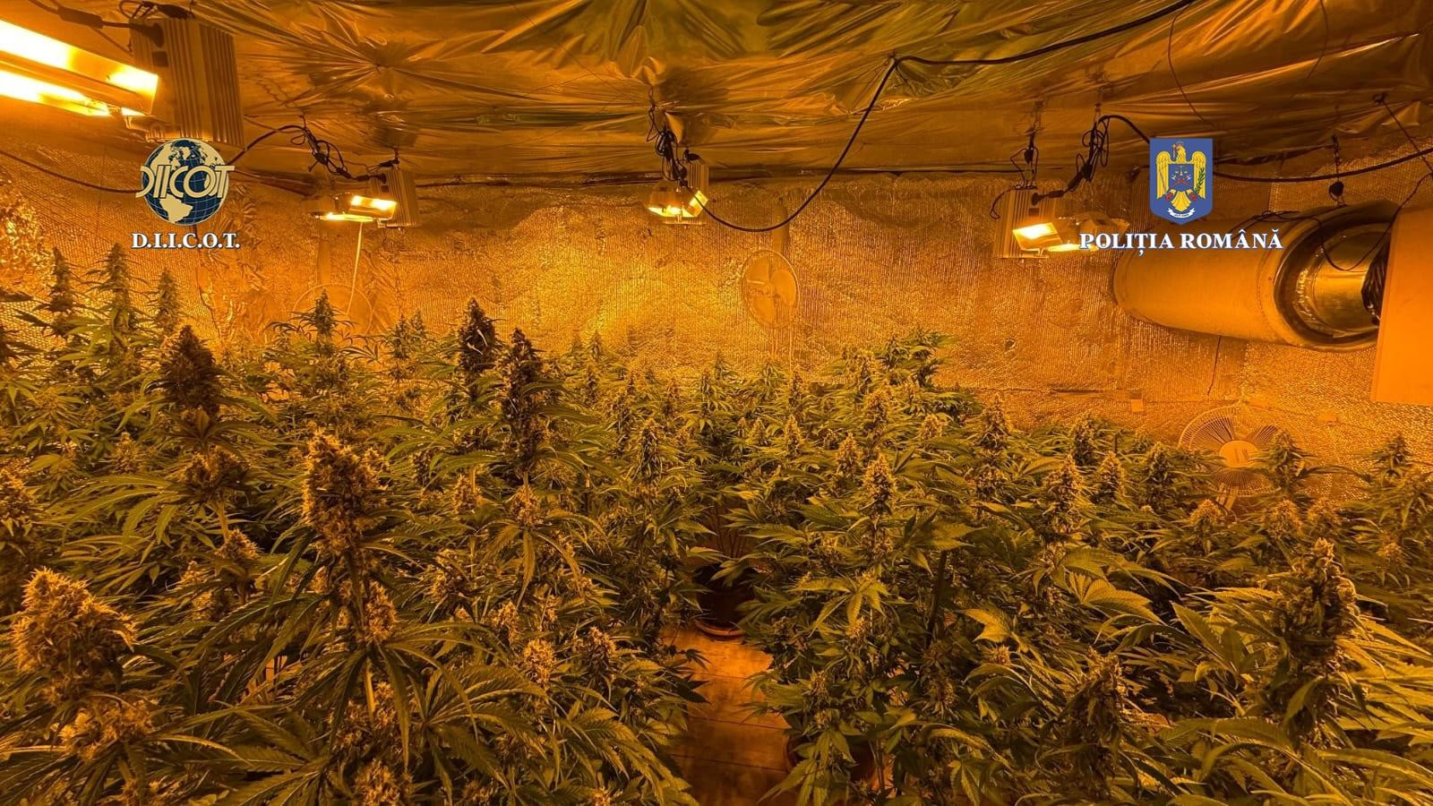 Un bărbat de 40 de ani, reținut de DIICOT pentru trafic de droguri de mare risc. Au fost descoperite 44 de plante