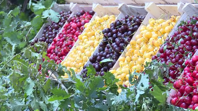 Cât costă un kilogram de cireșe în piețe. Producătorii se chinuie să își scoată investiția