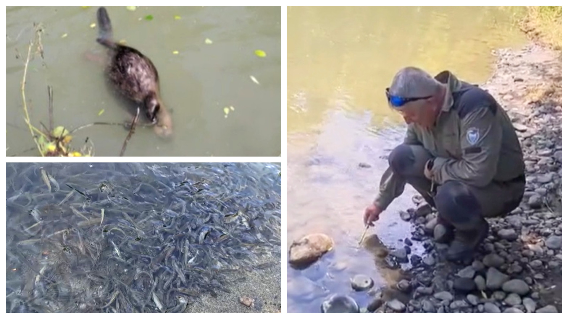 Dezastrul ecologic de la Praid, resimțit și într-o țară vecină. Peștii și familii întregi de castori mor din cauza poluării