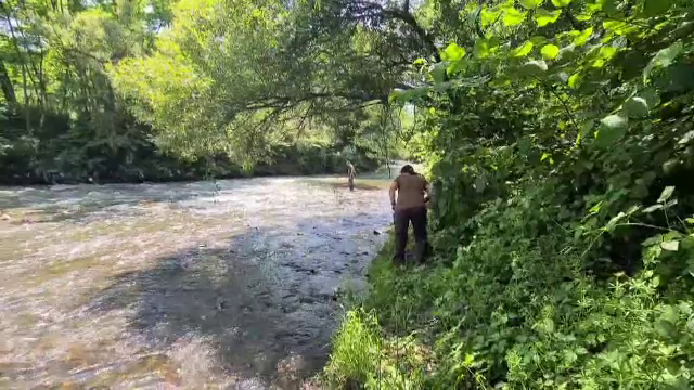 Salinitatea din Târnava Mică ucide vietățile. Decizia luată de Garda de Mediu în legătură cu peștii din râu