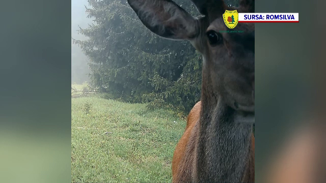Un cerb a fost surprins în timp ce părea că își face un selfie în fața camerei de supraveghere - Video