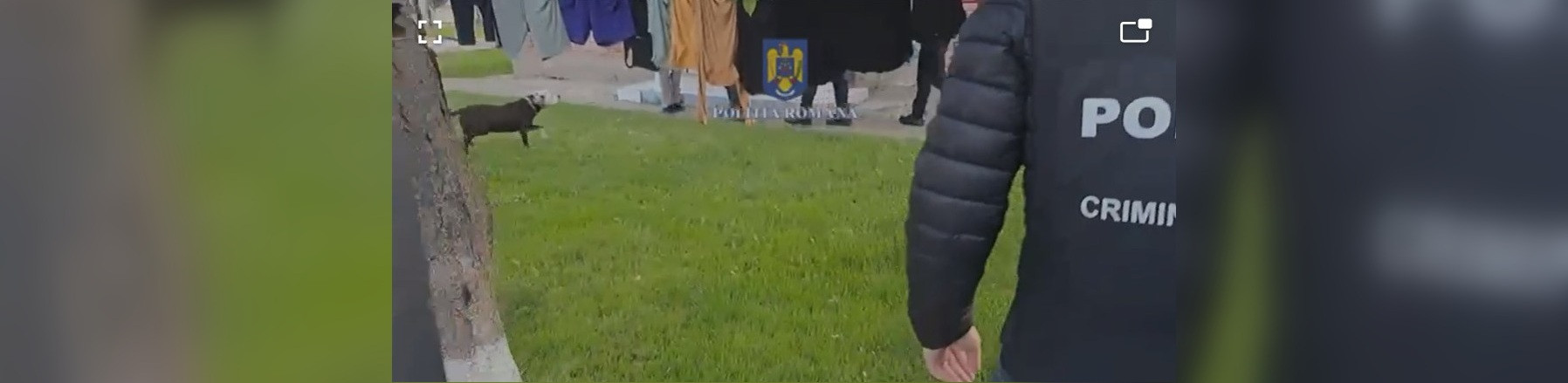 Percheziții de amploare în Prahova. Un bărbat este suspecat că organiza lupte ilegale între câini chiar în curtea lui. VIDEO