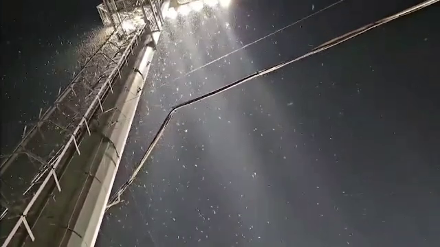 „Explozie” de insecte în mai multe orașe din țară și în Capitală. Biologii au explicat ce a provocat fenomenul