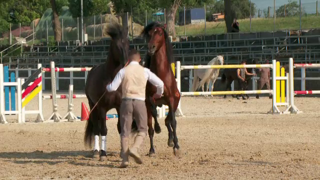 TIFF s-a mutat într-un manej, pentru proiecția „Jocheul”. Tudor Giurgiu: „Am făcut proiecții în toate locurile posibile”