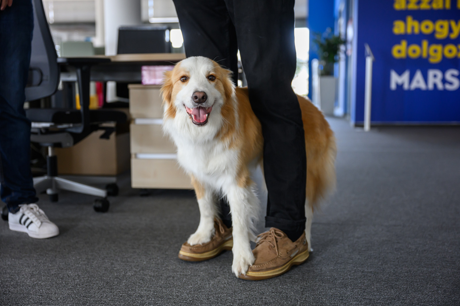 (P) Terapie fără programare, în timpul orelor de lucru – birourile pet-friendly sunt cu adevărat motivante