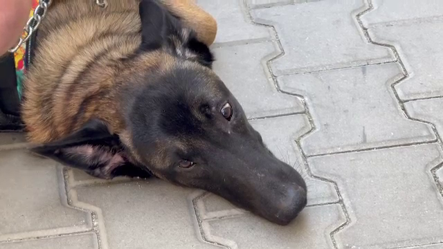 O femeie a fost mușcată de un câine care se plimba alături de stăpân, în centrul Timișoarei. Bărbatul a primit amendă