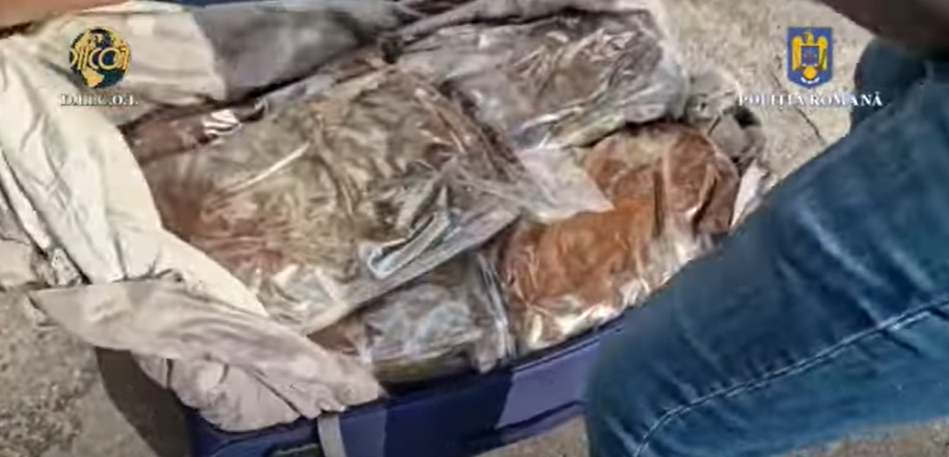 Trei bărbaţi au introdus în România zeci de kilograme de canabis printr-o firmă de curierat. Cum ascundeau mirosul de droguri