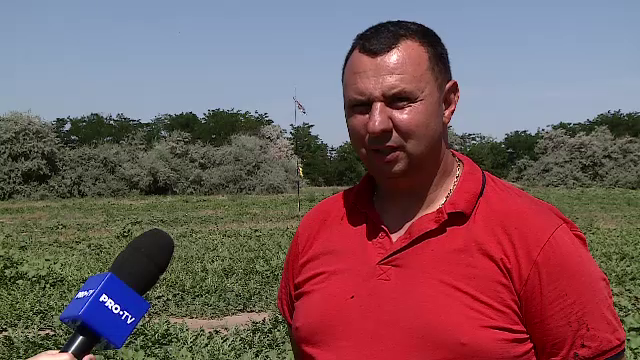 Producție-record în „patria pepenilor”. Problemele cu care se confruntă fermierii chiar și după 30 de ani