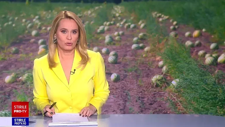 Producție-record în „patria pepenilor”. Problemele cu care se confruntă fermierii chiar și după 30 de ani