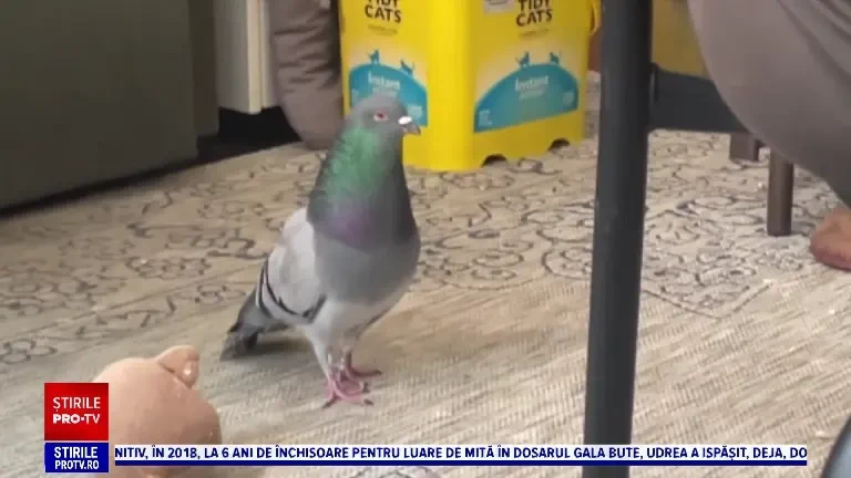 Căldură sufocantă, miercuri, în România. Cel mai rău este în Oltenia. Când revin ploile, vijeliile și grindina